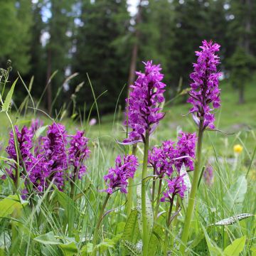 Toukokämmekkä - Dactylorhiza majalis