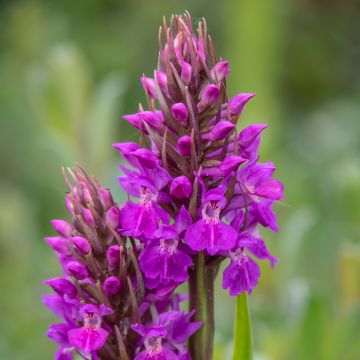 Englanninkämmekkä - Dactylorhiza praetermissa