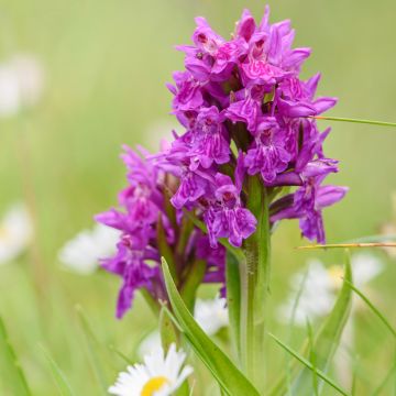 Viherhurmekämmekkä - Dactylorhiza purpurella