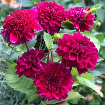 Vuokkodaalia Purple Bouquet