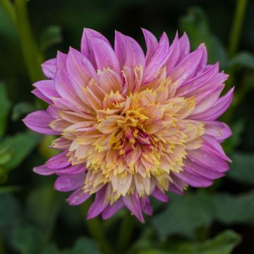 Vuokkodaalia Garden show