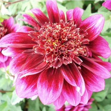 Vuokkodaalia Purple Puff