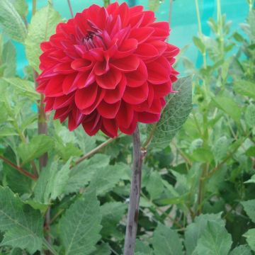 Koristedaalia Anne Cornelia