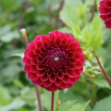 Pallodaalia Babette