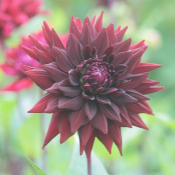 Kaktusdaalia Black Wizzard