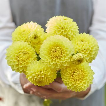 Pallodaalia Blyton Golden Girl