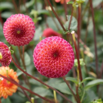 Pallodaalia Pompon Burlesca