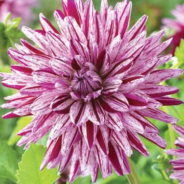 Kaktusdaalia Blackberry Ripple