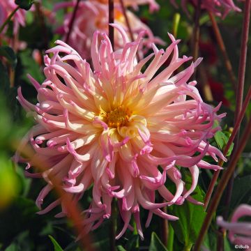 Kaktusdaalia Star Surprise