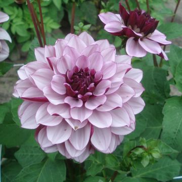 Koristedaalia Creme de Cassis