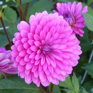 Koristedaalia Gerbera