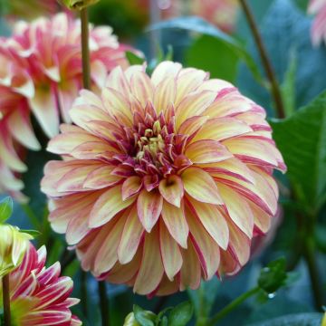 Koristedaalia Irish Pinwheel