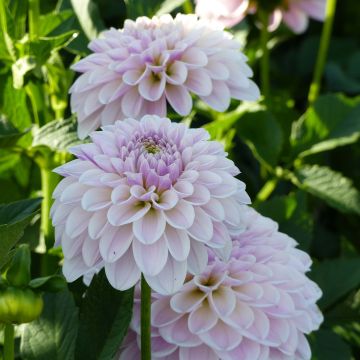 Koristedaalia Pink Silk