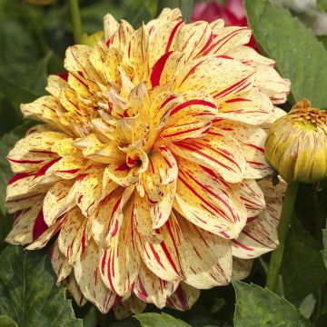 Koristedaalia Connels Gloriosa