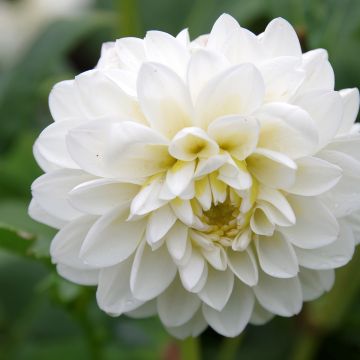 Kameliadaalia White Onesta