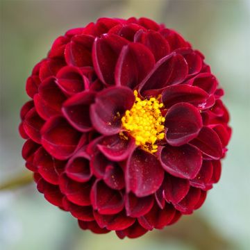 Pallodaalia Downham Royal