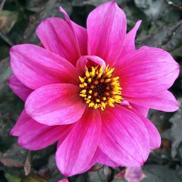 Maisemadaalia Excentrique