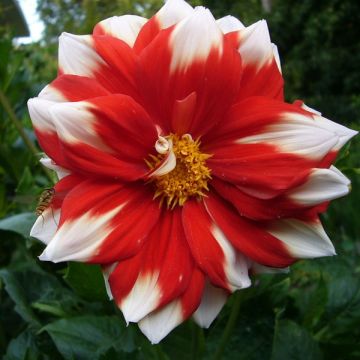 Maisemadaalia Fire and Ice