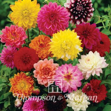 Koristedaalia Giant Hybrids Mixed