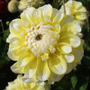 Koristedaalia Grammas Lemon Pie