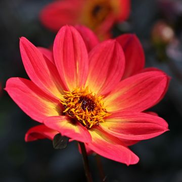 Yksinkertainen daalia Happy Single Flame