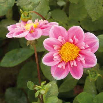 Kaulusdaalia Hartenaas