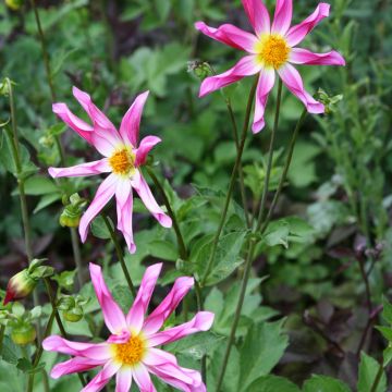 Honka-daalia Pink