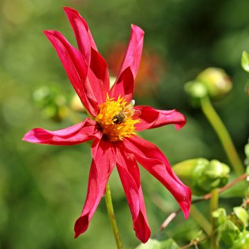 Honka-daalia Red
