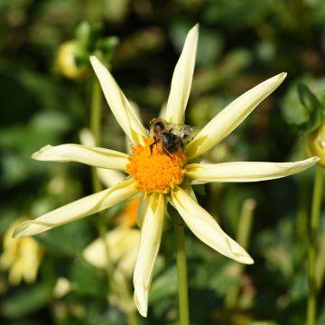 Honka-daalia Yellow