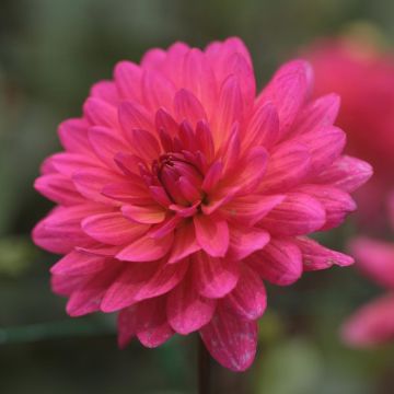 Koristedaalia Karma Fuchsiana