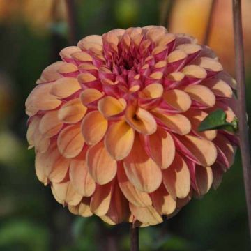 Pallodaalia Dahlia Palmares