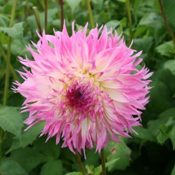 Jättidaalia Pineland's Princess
