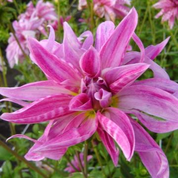 Koristedaalia Pink Girafe