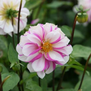 Maisemadaalia Priceless Pink