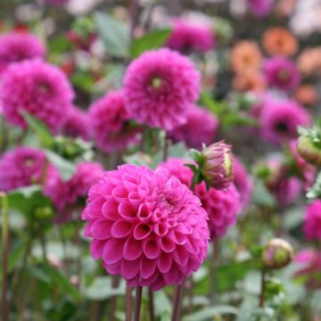 Pallodaalia Dahlia Purple Fox