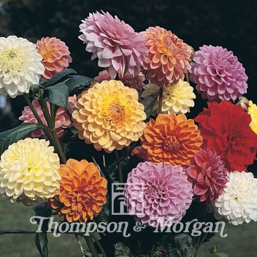 Koristedaalia Showpiece Mixed Hybrids
