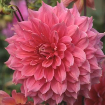 Koristedaalia Summer Beauty