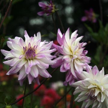 Koristedaalia Victoria Ann