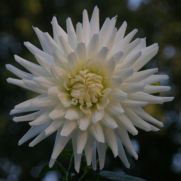 Kaktusdaalia White Happiness