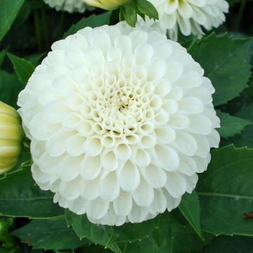 Pallodaalia Snow Cap