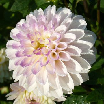 Koristedaalia White Linda