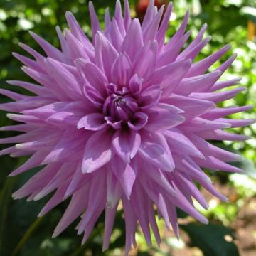 Kaktusdaalia Worton Blue Streak