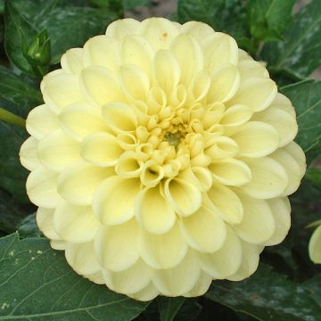 Kääpiödaalia Yellow Jewel
