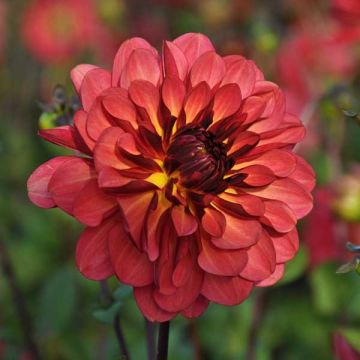 Koristedaalia Dahlia Antibes