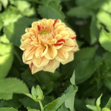 Pallodaalia Jowey Provence