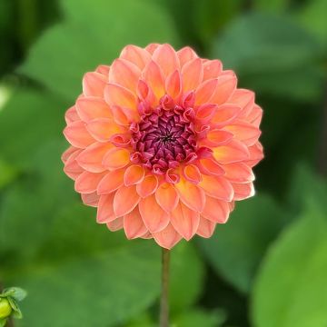 Pallodaalia Orange Breeze