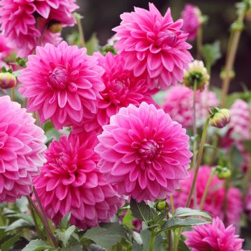 Pallodaalia Pink Sylvia