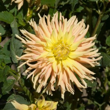 Kaktusdaalia Apricot Star