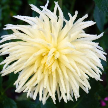 Kaktusdaalia Gryson s Yellow Spider