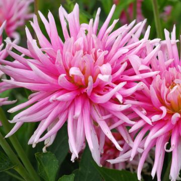 Kaktusdaalia Hollyhill Cotton Candy